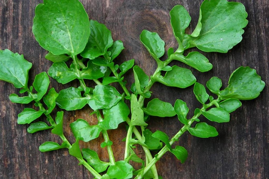 Akciğer Kanserinin Panzehiri: Tere Otu