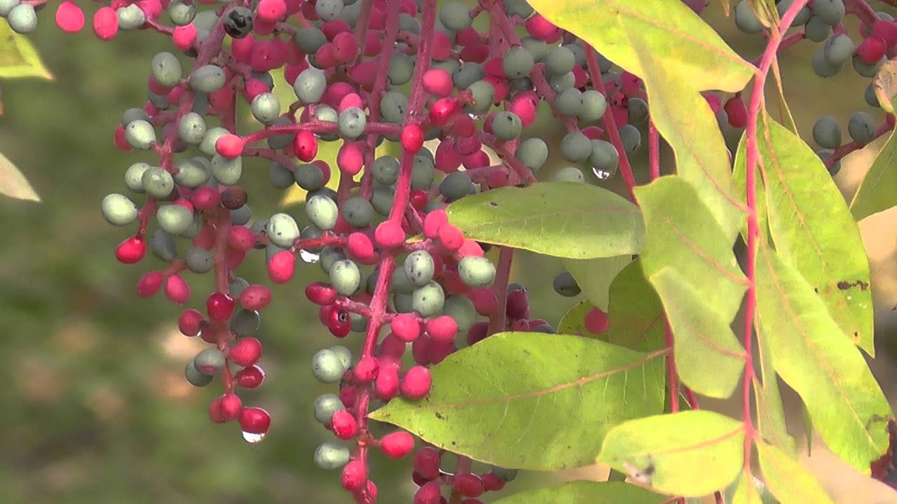 Doğal C Vitamini Kaynakları