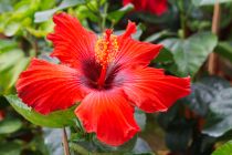 Her Derde Deva: Hibiskus