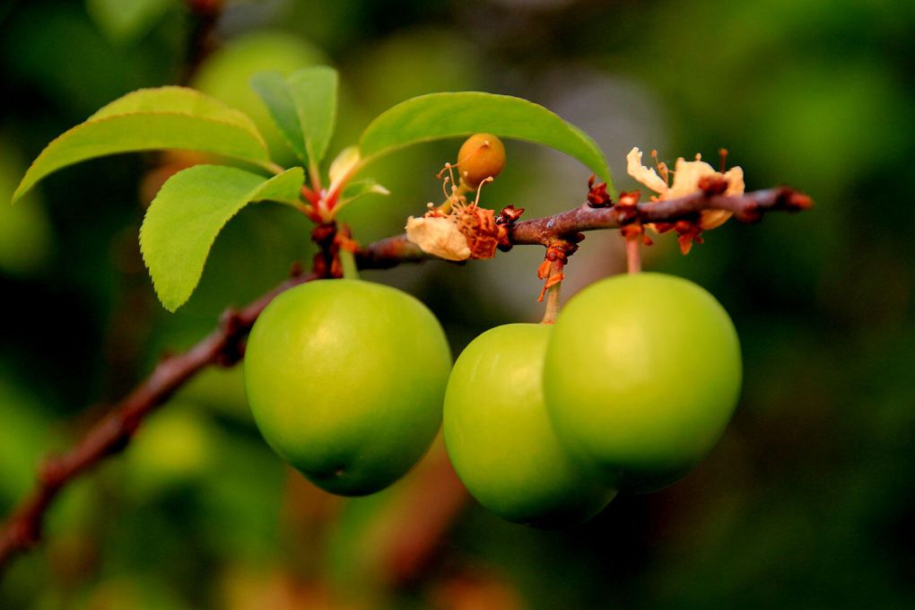 Kütür Kütür Sevdiğimiz Eriğin Faydaları