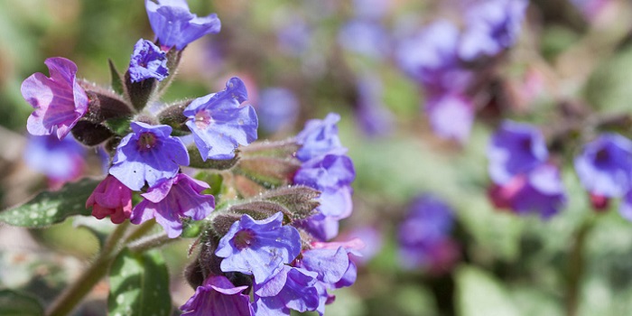 Çörek Otu VS Susam