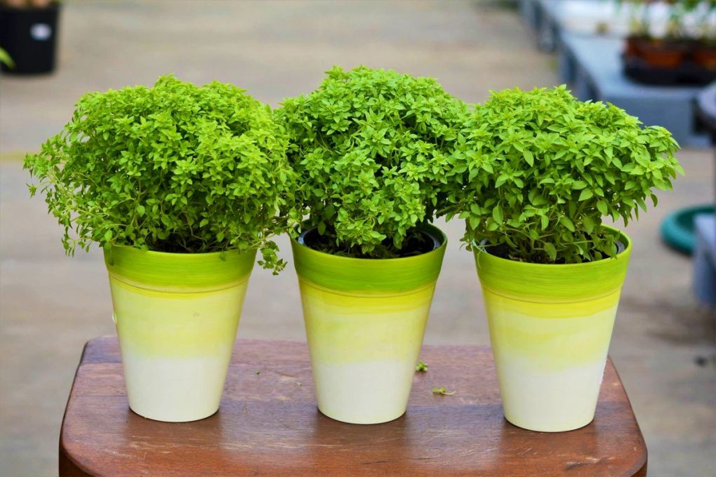 Mis Kokulu Fesleğen