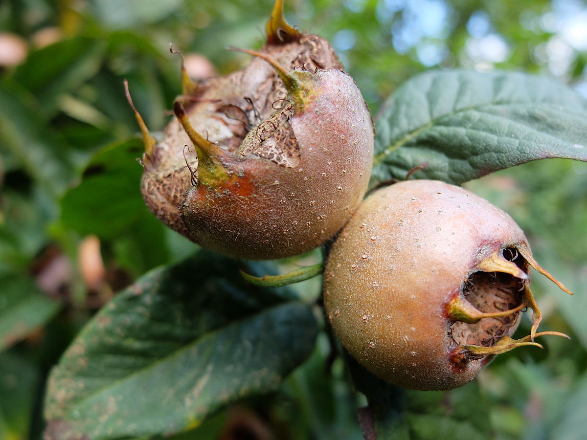 İdeal Yılbaşı Yemekleri